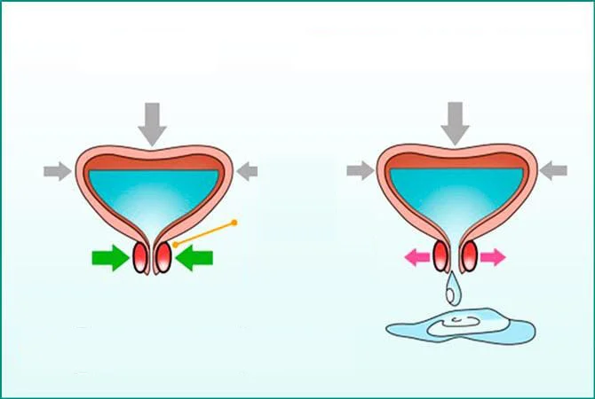 Cum funcționează vezica urinară
